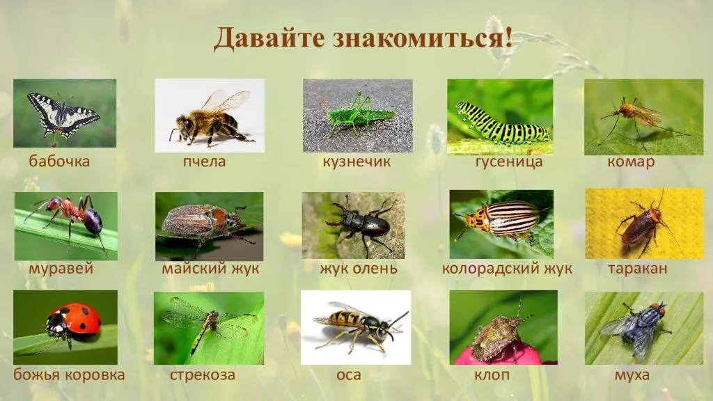 6 групп насекомых. Насекомые с названиями для детей. Картинки насекомых с названиями. Насекомые для детей дошкольного возраста. Насекомые картинки для детей с названиями.